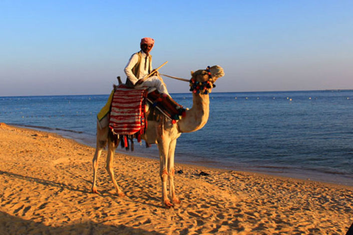 camel strand elgouna